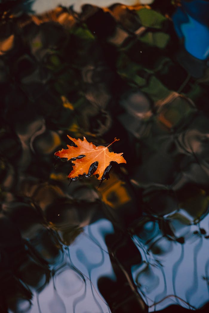 An oak leaf gently floats on patterned water surface, accentuating autumn's beauty.